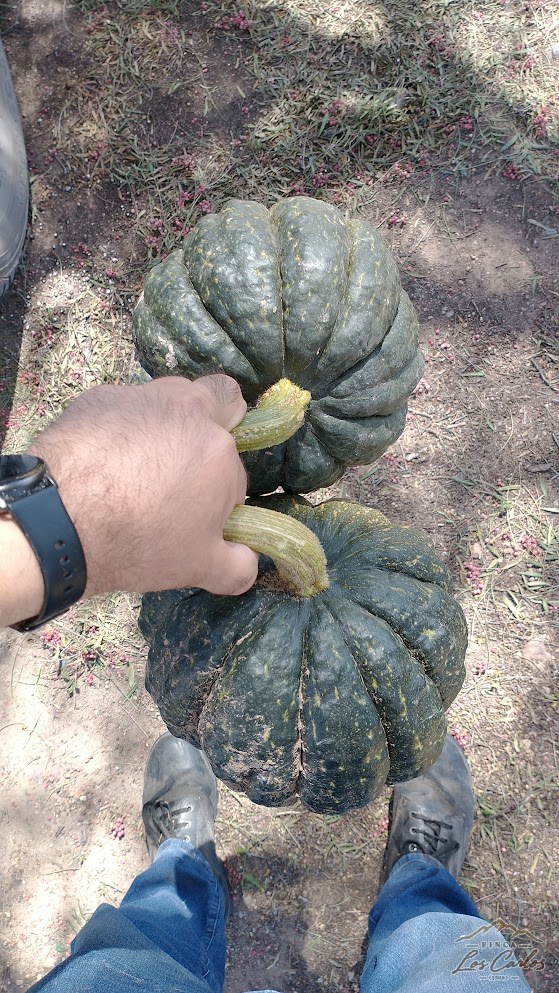 Zapallo